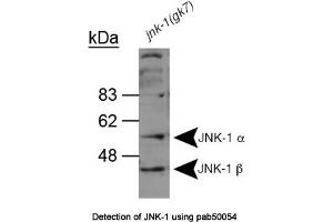 Image no. 1 for anti-Mitogen-Activated Protein Kinase 8 (MAPK8) (AA 228-451) antibody (ABIN363363)