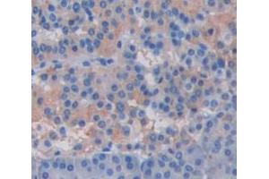 IHC-P analysis of pancreas tissue, with DAB staining. (CRISP3 Antikörper  (AA 21-243))