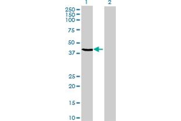 C20orf4 antibody  (AA 1-384)