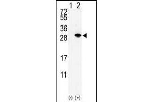 Western blot analysis of SUMO3 (arrow) using rabbit polyclonal SUMO2/3 Antibody (Center) (ABIN388032 and ABIN2845502). (SUMO2/3 Antikörper  (AA 38-64))