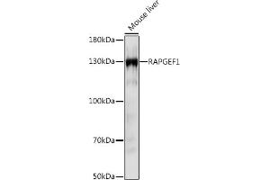 Western blot analysis of extracts of Mouse liver, using R Rabbit pAb (ABIN7269849) at 1:1000 dilution. (GRF2 Antikörper  (AA 844-1095))