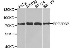 Western blot analysis of extracts of various cell lines, using PPP2R3B antibody. (PPP2R3B Antikörper  (AA 356-575))