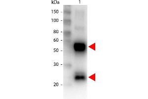 Western Blot of Biotin conjugated Goat anti-Swine antibody. (Ziege anti-Schwein IgG (Heavy & Light Chain) Antikörper (Biotin) - Preadsorbed)
