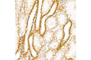 Immunohistochemistry analysis of paraffin-embedded mouse kidney using,Cadherin 16 (ABIN7073265) at dilution of 1: 2000 (Cadherin-16 Antikörper)