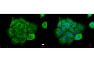 ICC/IF Image NPR-C antibody [N3C3] detects NPR-C protein at cytoplasm by immunofluorescent analysis. (NPR3 Antikörper)