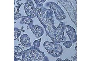Negative control stain of human placenta (from sea level) using mouse IgG at 1 : 100. (HIF1A Antikörper  (AA 329-530))