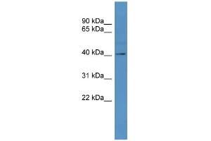 WB Suggested Anti-TAAR5  Antibody Titration: 0. (TAAR5 Antikörper  (C-Term))
