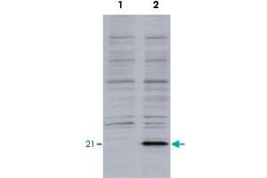 Identification of the EID1 protein by EID1 monoclonal antibody, clone #26  by western blotteing. (EID1 Antikörper  (AA 159-187))