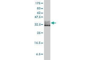 EIF2S1 monoclonal antibody (M01), clone 3H12-C11 Western Blot analysis of EIF2S1 expression in HeLa . (EIF2S1 Antikörper  (AA 1-315))