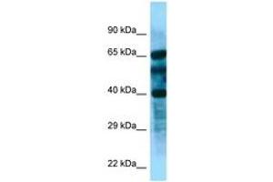 Image no. 1 for anti-F-Box and Leucine-Rich Repeat Protein 8 (FBXL8) (AA 83-132) antibody (ABIN6748240) (FBXL8 Antikörper  (AA 83-132))