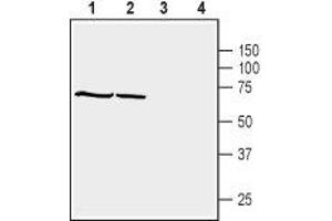 Western blot analysis of human HL-60 promyelocytic leukemia cell line lysate (lanes 1 and 3) and human HepG2 hepatocellular carcinoma cell line lysate (lanes 2 and 4): - 1,2.