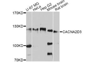 Western blot analysis of extracts of various cell lines, using CACNA2D3 antibody (ABIN4903101) at 1:3000 dilution. (CACNA2D3 Antikörper)