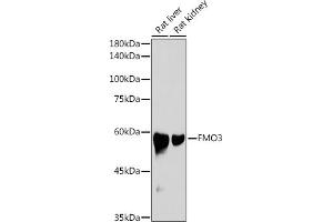 Western blot analysis of extracts of various cell lines, using FMO3 antibody (ABIN7267216) at 1:1000 dilution. (FMO3 Antikörper)