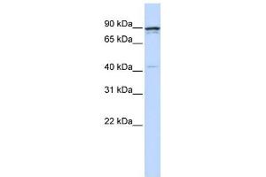 CCNT1 antibody (70R-10472) used at 0. (Cyclin T1 Antikörper  (N-Term))