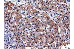 Immunohistochemical staining of paraffin-embedded pancreas using anti-PDX1 (ABIN2452675) mouse monoclonal antibody. (PDX1 Antikörper)