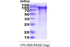 BIN2 Protein (AA 1-597) (His tag)