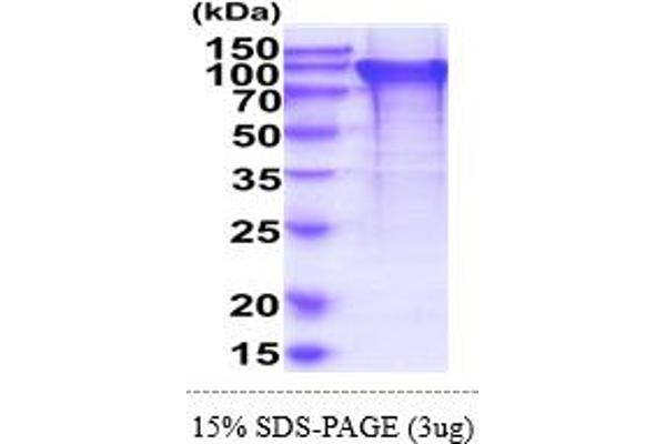 BIN2 Protein (AA 1-597) (His tag)