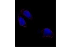 Immunofluorescence analysis of OCT3(OCT4) antibody (N-term) (ABIN388788 and ABIN2839121) in HeLa cells. (OCT4 Antikörper  (N-Term))