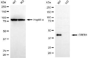 Western blotting analysis using CREB1 antibody (ABIN7797859).