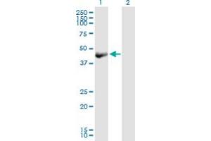 Western Blot analysis of OBFC1 expression in transfected 293T cell line by OBFC1 MaxPab polyclonal antibody. (OBFC1 Antikörper  (AA 1-368))