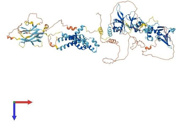Cyclin M1 Protein (CNNM1) (AA 1-951) (His tag)