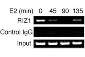 Time course analysis of RIZ1 binding to the pS2 gene promoter. (PRDM2 Antikörper  (AA 1-347))