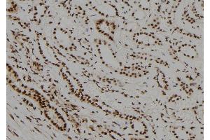 ABIN6278699 at 1/100 staining Human kidney tissue by IHC-P. (NR2C1 Antikörper  (N-Term))