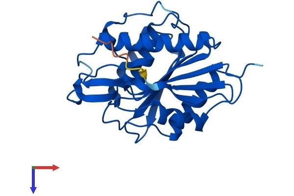 LYPLA1 Protein (AA 1-230) (His tag)