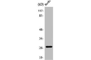 Western Blot analysis of HuvEc cells using PP32R1 Polyclonal Antibody (ANP32C Antikörper  (Internal Region))