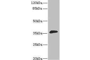 Western blot All lanes: DHDH antibody at 1.
