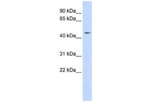 Western Blot showing INTS12 antibody used at a concentration of 1-2 ug/ml to detect its target protein. (INTS12 Antikörper  (N-Term))