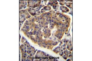C Antibody (C-term) (ABIN656606 and ABIN2845863) immunohistochemistry analysis in formalin fixed and paraffin embedded human pancreas tissue followed by peroxidase conjugation of the secondary antibody and DAB staining.