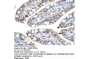Human Intestine (CCL18 Antikörper  (Middle Region))