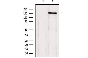 Western blot analysis of extracts from 293, using Brd4 Antibody. (BRD4 Antikörper  (N-Term))