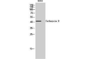 Western Blotting (WB) image for anti-Cathepsin D (CTSD) (Internal Region) antibody (ABIN3181789) (Cathepsin D Antikörper  (Internal Region))