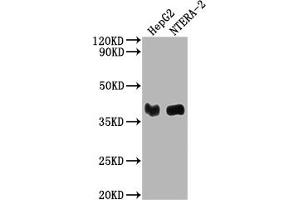 Western Blot Positive WB detected in: HepG2 whole cell lysate, NTERA-2 whole cell lysate All lanes: LCMT1 antibody at 1:2000 Secondary Goat polyclonal to rabbit IgG at 1/50000 dilution Predicted band size: 39, 42, 33 kDa Observed band size: 39 kDa (LCMT1 Antikörper  (AA 157-357))