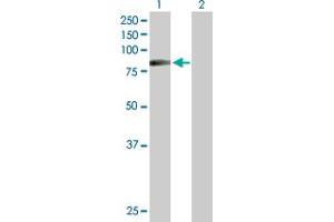 Western Blot analysis of HIPK4 expression in transfected 293T cell line by HIPK4 MaxPab polyclonal antibody. (HIPK4 Antikörper  (AA 1-616))