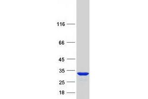 Western Blotting (WB) image for Thymocyte Nuclear Protein 1 (THYN1) (Transcript Variant 1) protein (Myc-DYKDDDDK Tag) (ABIN2733662)