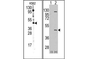 Image no. 1 for anti-Protein Arginine Methyltransferase 8 (PRMT8) (C-Term) antibody (ABIN356732) (PRMT8 Antikörper  (C-Term))