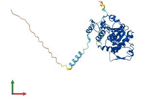 AlphaFold protein structure predicition of Mouse Recombinant St8sia1 Protein, UniprotID Q64687