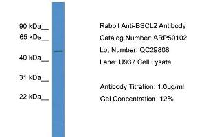 WB Suggested Anti-BSCL2  Antibody Titration: 0. (BSCL2 Antikörper  (C-Term))
