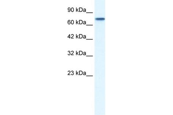 NR4A1 anticorps  (N-Term)