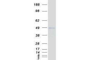 Validation with Western Blot (DPF2 Protein (Myc-DYKDDDDK Tag))