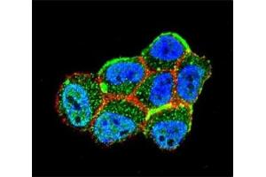Immunofluorescence (IF) image for anti-serine/threonine Kinase 11 (STK11) (AA 14-44) antibody (ABIN3032540)