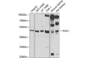 Western blot analysis of extracts of various cell lines, using PON1 antibody  at 1:1000 dilution. (PON1 Antikörper  (AA 9-109))
