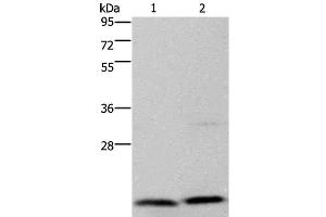 Western Blot analysis of Jurkat and PC3 cell using MCTS1 Polyclonal Antibody at dilution of 1:200