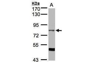 WB Image Sample (30μg whole cell lysate) A:HeLa S3, 7. (SFRS17A Antikörper  (C-Term))