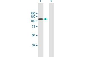 Western Blot analysis of AOF2 expression in transfected 293T cell line by AOF2 MaxPab polyclonal antibody.