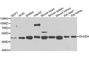 Western blot analysis of extracts of various cell lines, using DHODH antibody. (DHODH Antikörper)