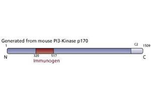 Image no. 3 for anti-PI3-Kinase p170 antibody (ABIN968340) (PI3-Kinase p170 Antikörper)